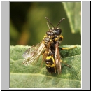 Cerceris rybyensis - Knotenwespe 02 Paarung.jpg